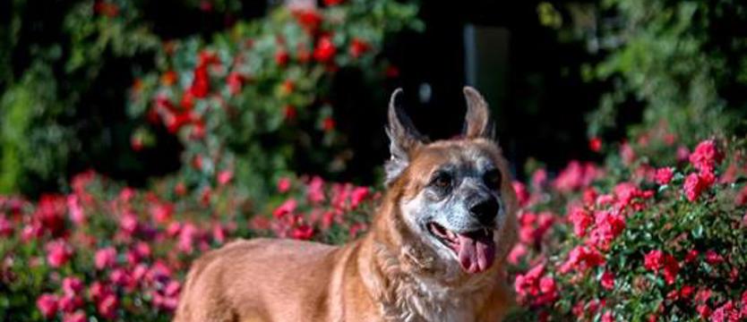 Schroniskowi „niewidzialni”. Czaki, Karbon, Marvel i Moris