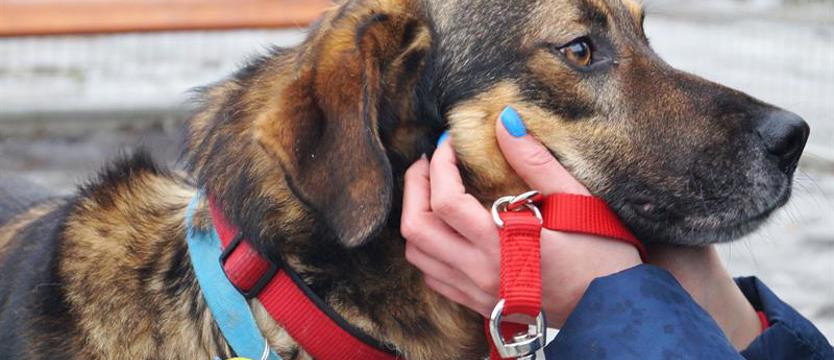 NIE dla strzałów w sylwestra [SONDA]