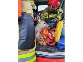 Strażacy uratowali sarnę w porcie w Świnoujściu