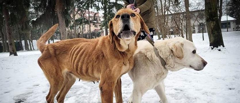Cztery koła dla ratowania zwierząt. Nowy TOZobus potrzebny od zaraz