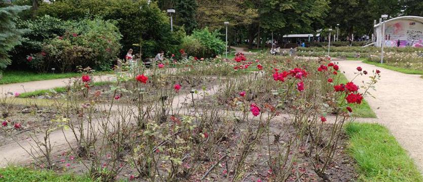 Pogoda, patogen i... klops. Tak szkoda róż