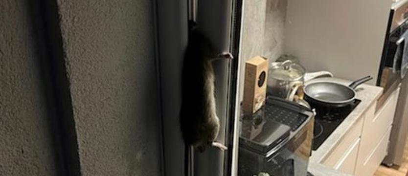 Mieszkańcy alarmują. Plaga szczurów w Szczecinie?