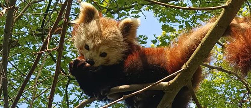 Głosujemy na imię dla pandki!