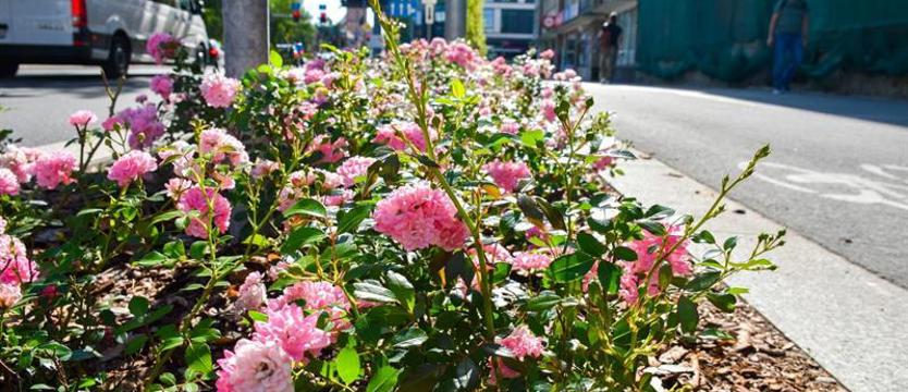 Zieleń dla „Zwycięstwa"