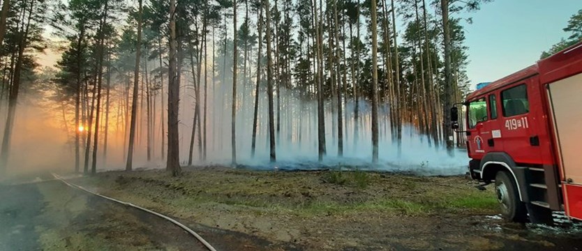 Średnie zagrożenie pożarowe, ale od początku roku lasy paliły się już 42 razy