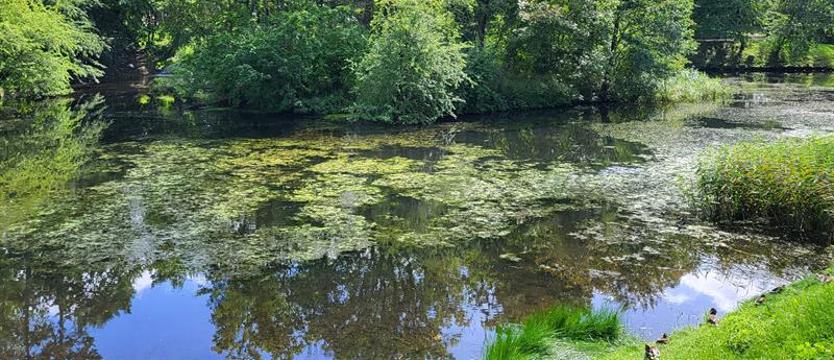 Teren wokół kołobrzeskiego stawku zyska nowe oblicze. Miasto szuka wykonawcy